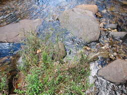 Image of Agrostis emirnensis (Baker) Bosser