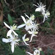 Image of fragrant clematis