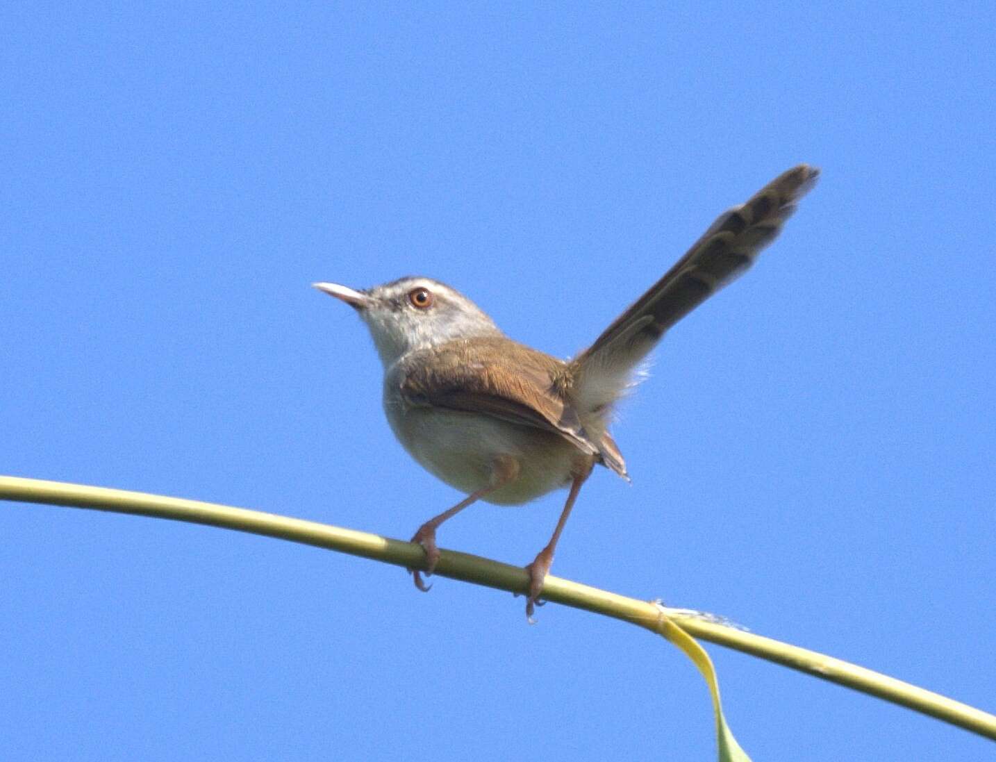 Image of Rufescent Prinia