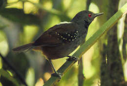 Image of Dull-mantled Antbird