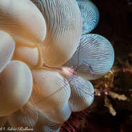 Image of Bubble coral shrimp