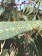 Image of Eucalyptus gall wasp