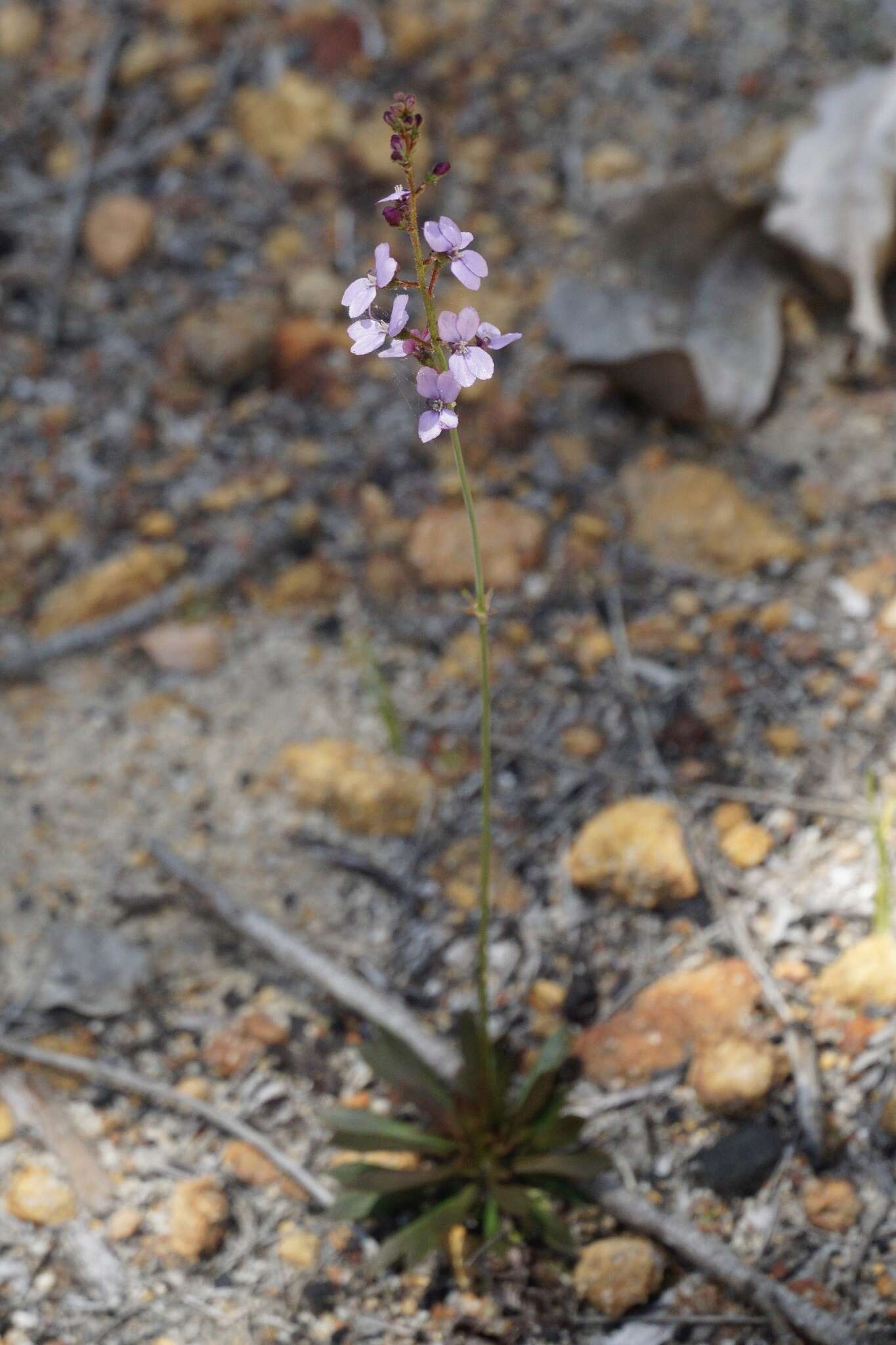 Image de Stylidium amoenum R. Br.