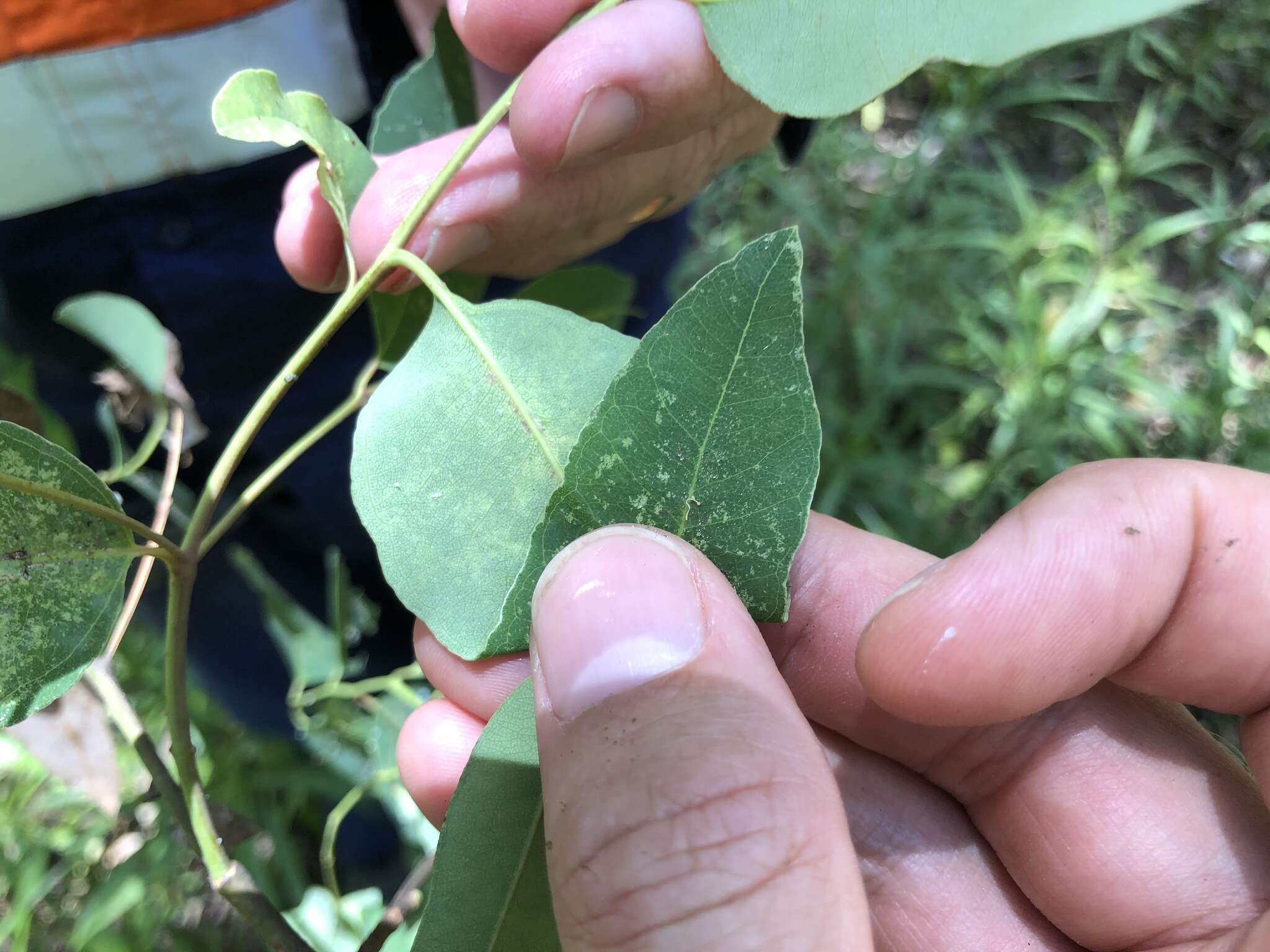 صورة Eucalyptus raveretiana F. Müll.