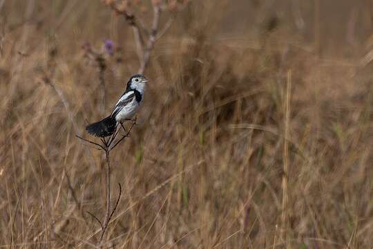 Alectrurus tricolor (Vieillot 1816)的圖片