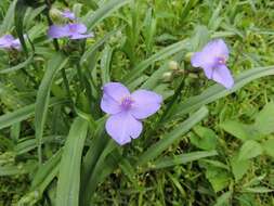 Image of Virginia spiderwort