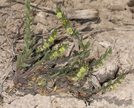 Lappula occidentalis var. cupulata (A. Gray) Higgins resmi