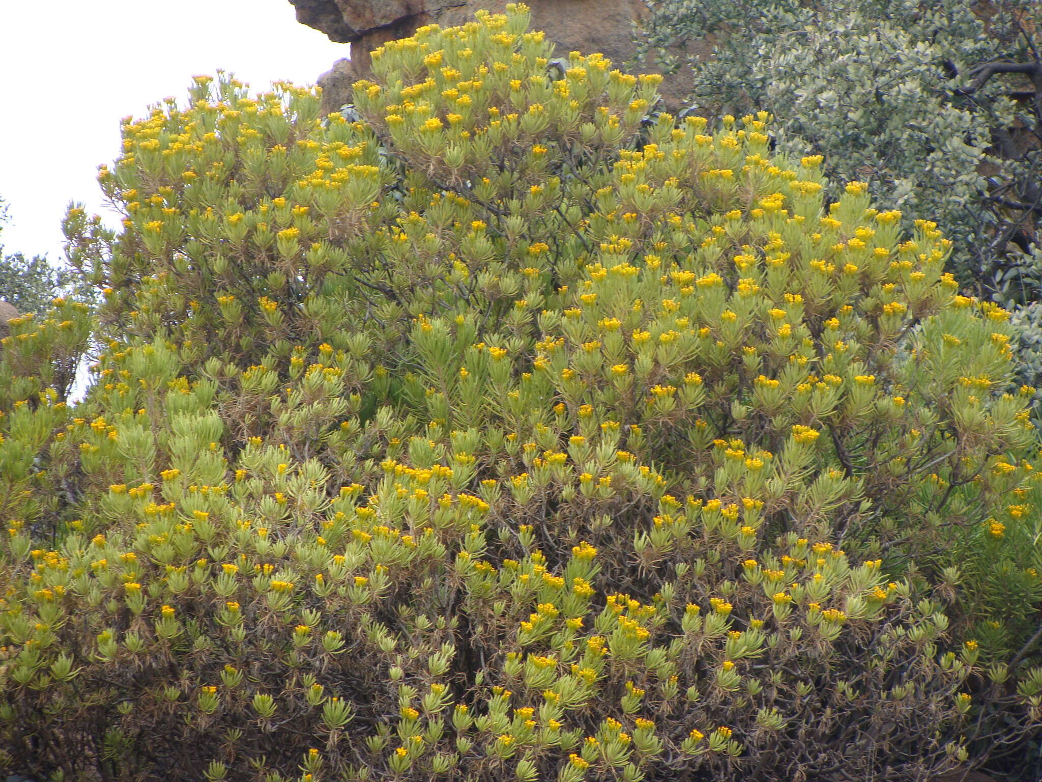 Image of Kleinia barbertonica (Klatt) Burtt Davy