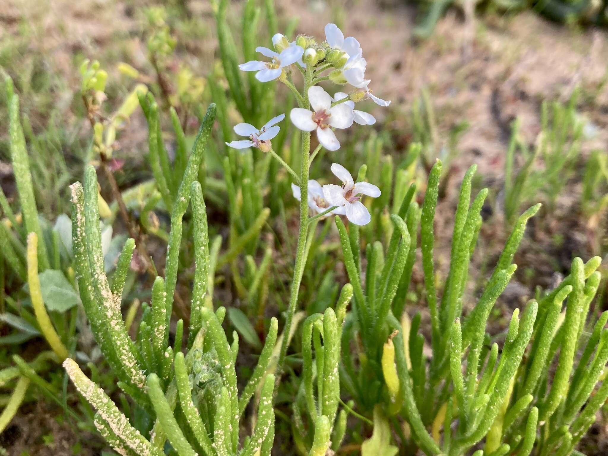 Plancia ëd Harmsiodoxa blennodioides (F. Muell.) O. E. Schulz