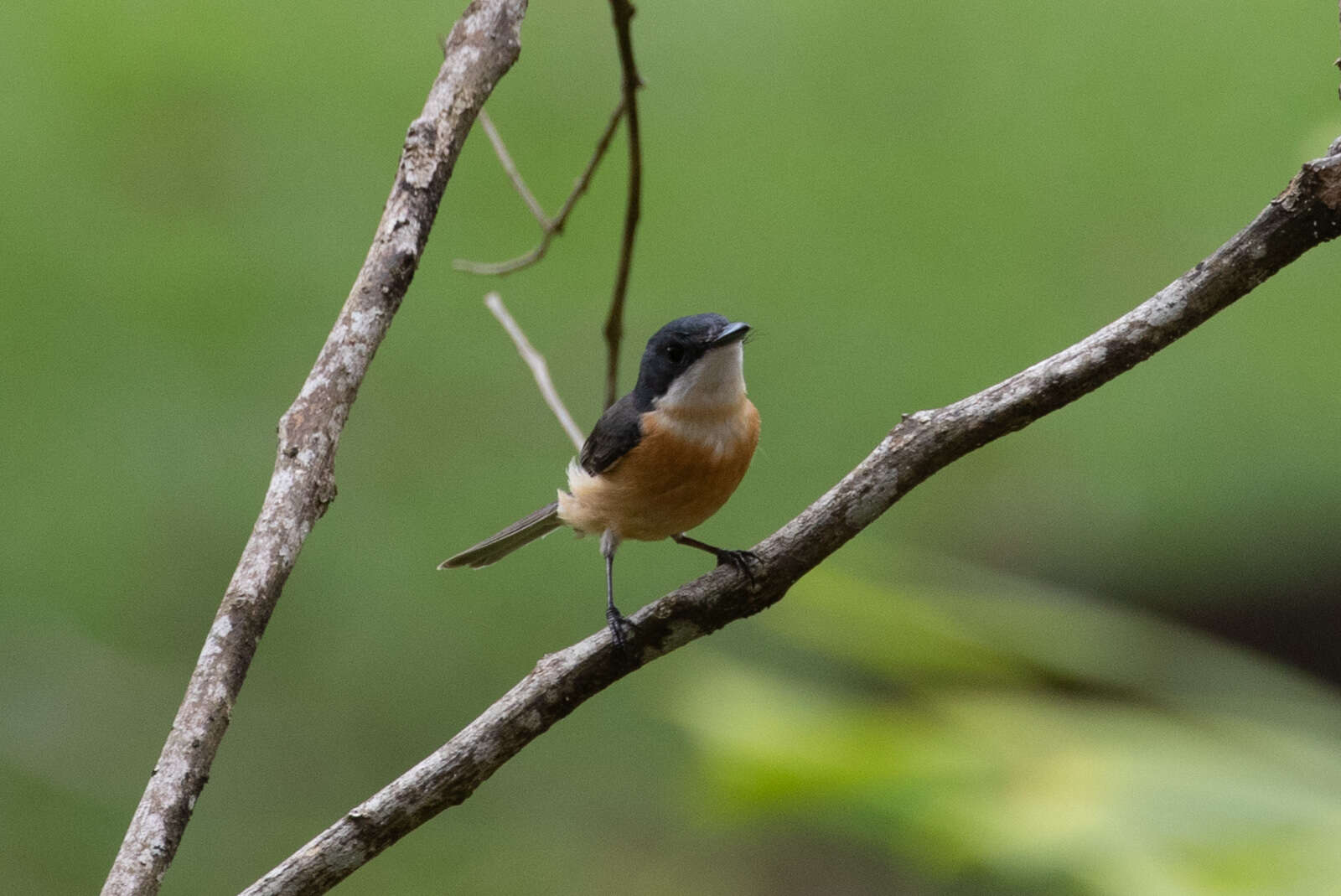 Image of Vanikoro Flycatcher