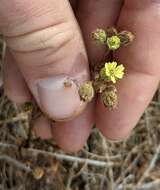 Image of grassland tarweed