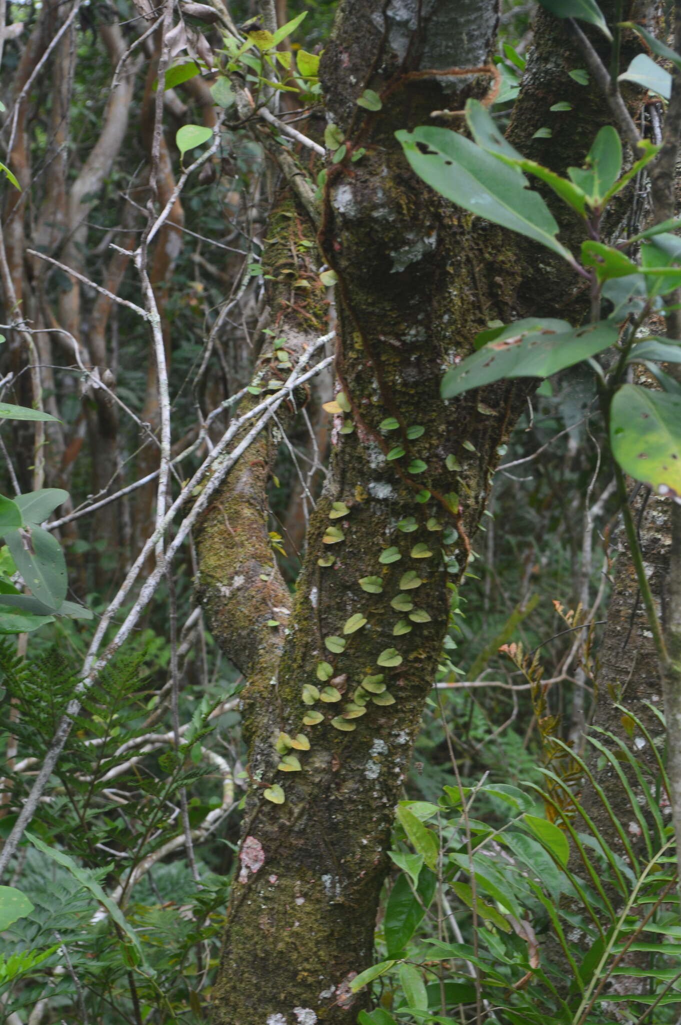 Image of Microgramma vaccinifolia (Langsd. & Fisch.) Copel.