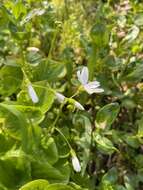 Claytonia cordifolia S. Wats. resmi