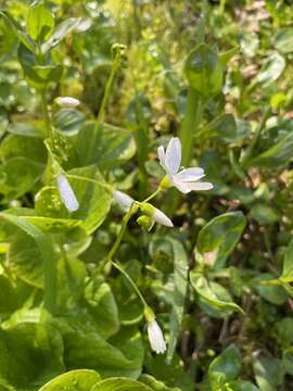 Plancia ëd Claytonia cordifolia S. Wats.