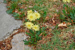 Image de Pyrrhopappus grandiflorus (Nutt.) Nutt.