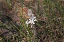 Слика од Trachyandra hirsutiflora (Adamson) Oberm.