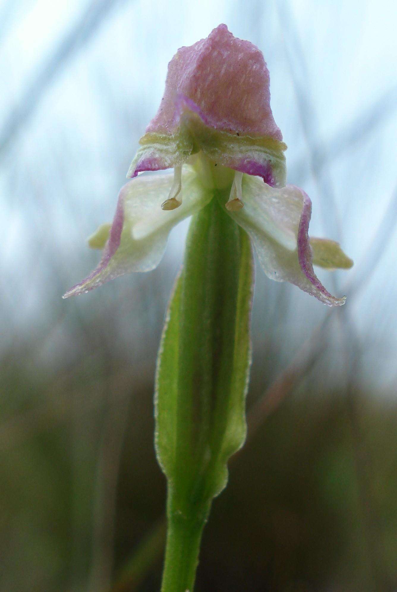 Image of Disperis concinna Schltr.