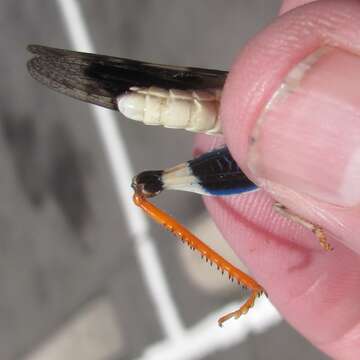 Image of Three-banded Grasshopper