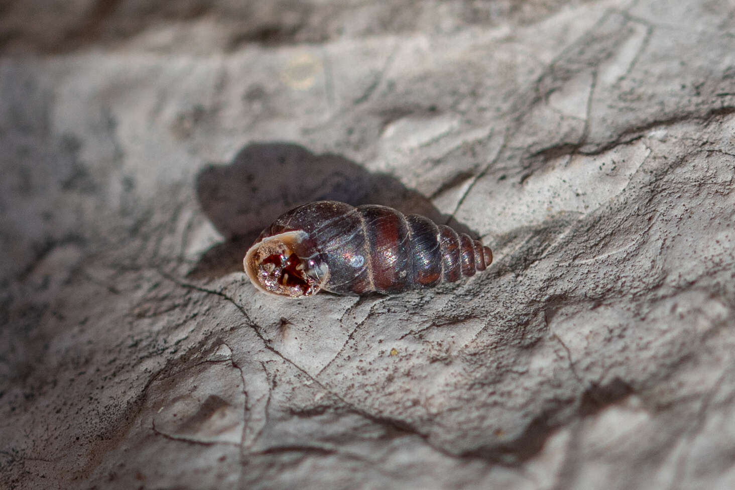 Plancia ëd Chondrina kobeltoides E. Gittenberger 1973