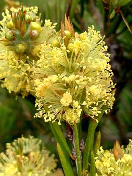 Sivun Callistemon pityoides Miq. kuva