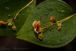 Image of Lepanthes breedlovei Salazar & Soto Arenas