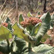 Image of Asclepias otarioides E. Fourn.