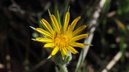 Plancia ëd <i>Agoseris <i>grandiflora</i></i> var. grandiflora