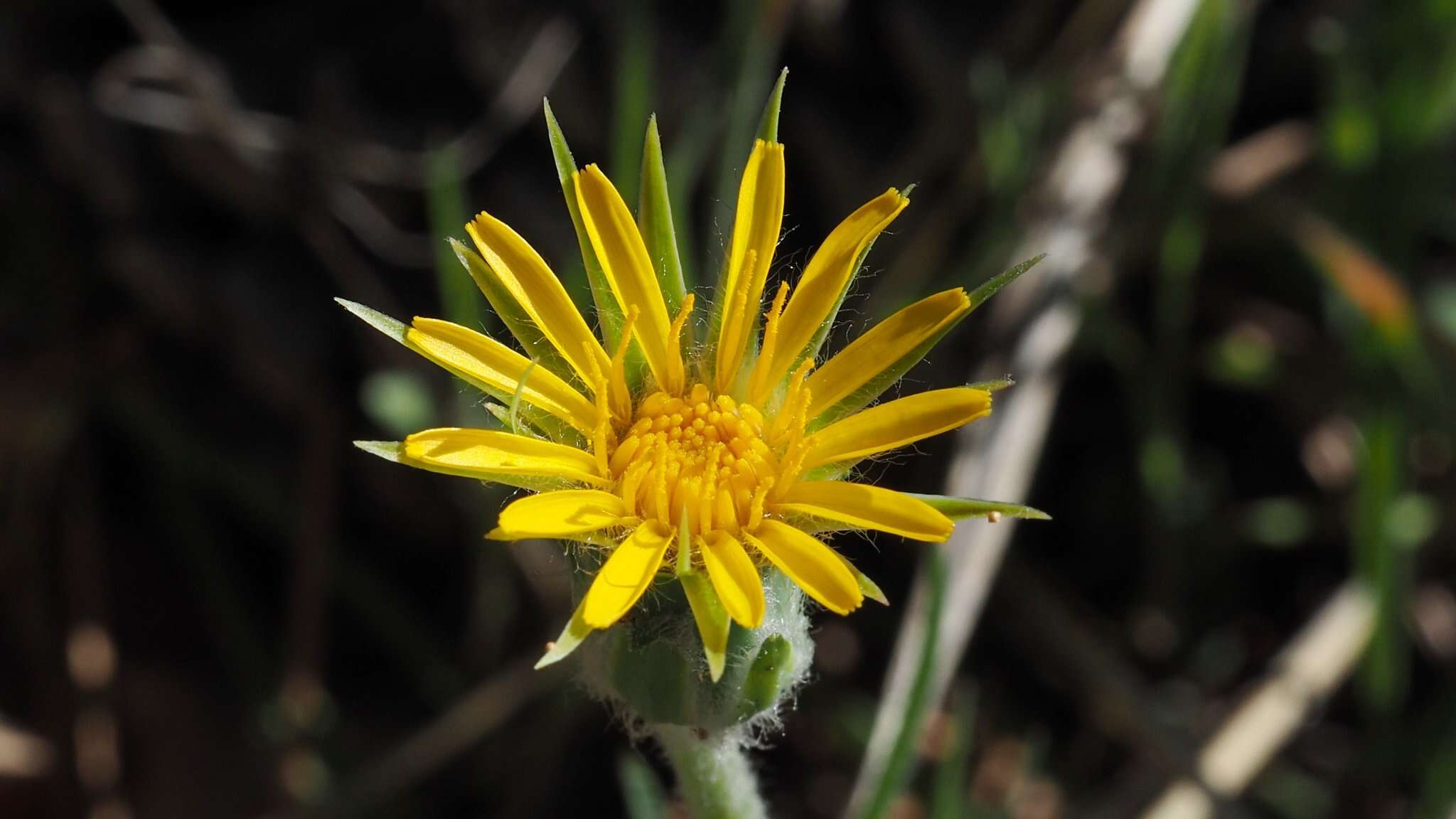 Plancia ëd <i>Agoseris <i>grandiflora</i></i> var. grandiflora