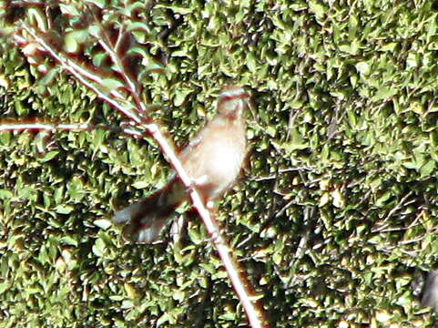 Image of Chilean Mockingbird