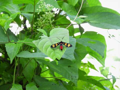 Plancia ëd <i>Euchromia elegantissima</i>