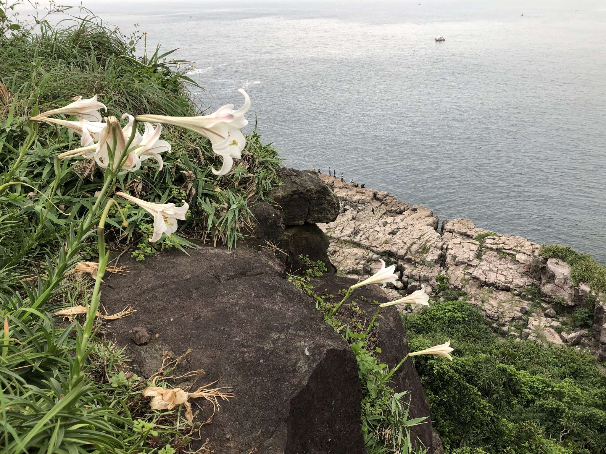 Image of Easter lily