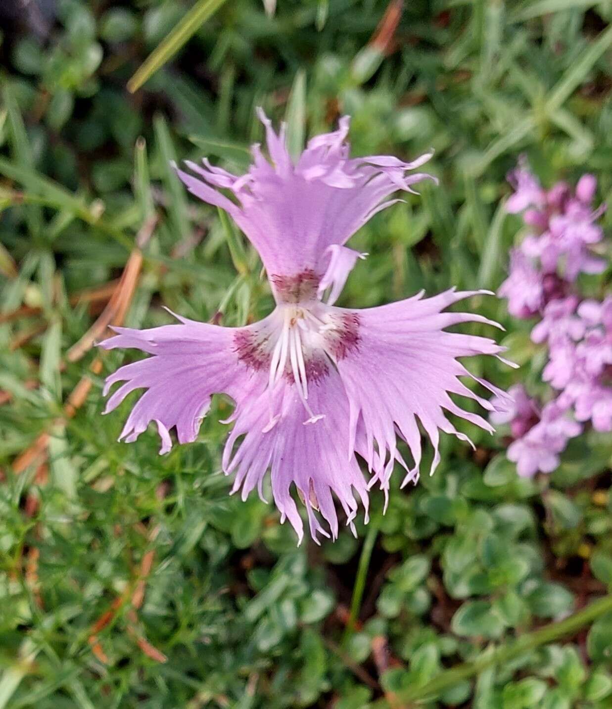 Sivun Dianthus sternbergii Sibth. kuva