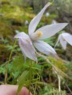 Sivun Clematis columbiana (Nutt.) Torr. & Gray kuva