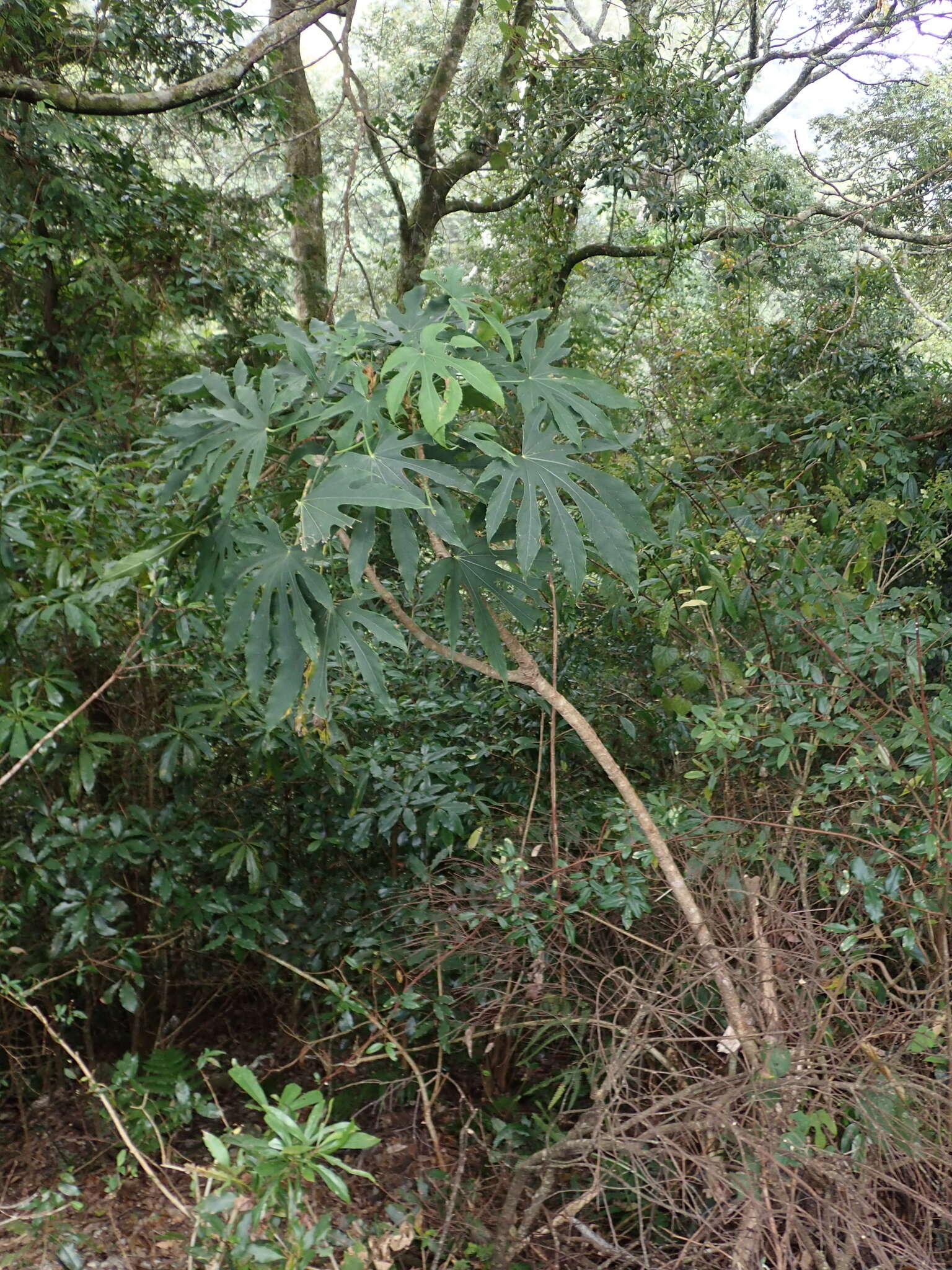 Image of Fatsia polycarpa Hayata