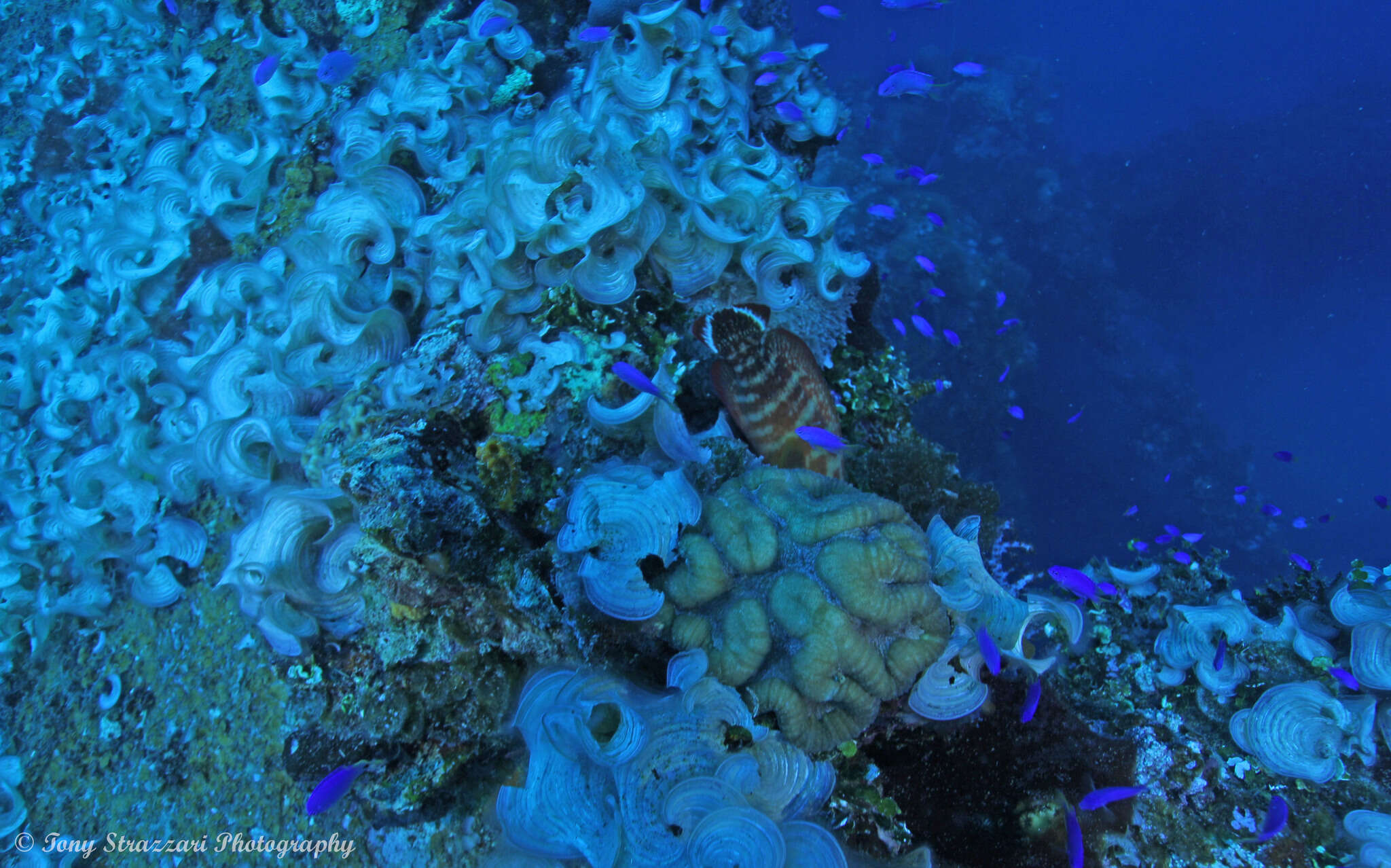 Cephalopholis urodeta (Forster 1801) resmi