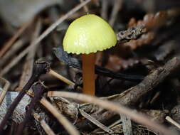 Image of Hygrocybe parvula (Peck) Murrill 1916