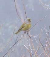 Image of Cape Canary