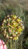 Image of Asclepias macropus (Schltr.) Schltr.