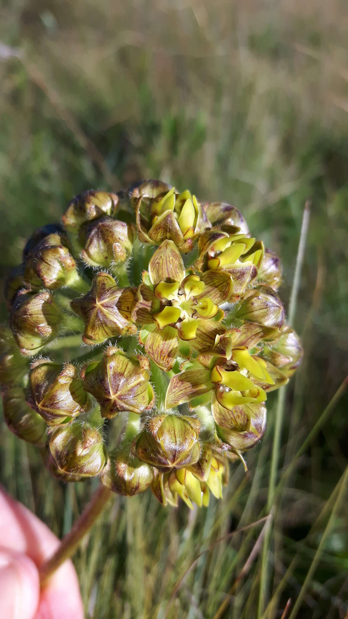 Image of Asclepias macropus (Schltr.) Schltr.