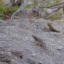 Image of Barred Spiny Lizard