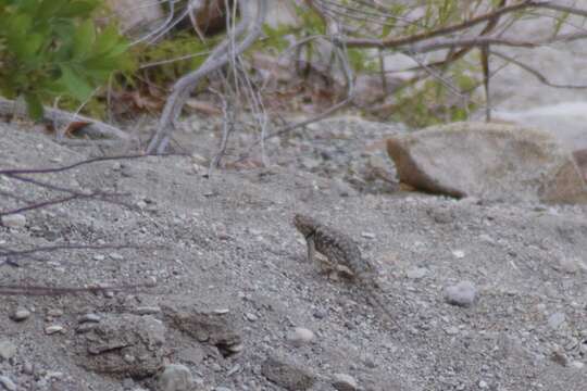 Image of Barred Spiny Lizard