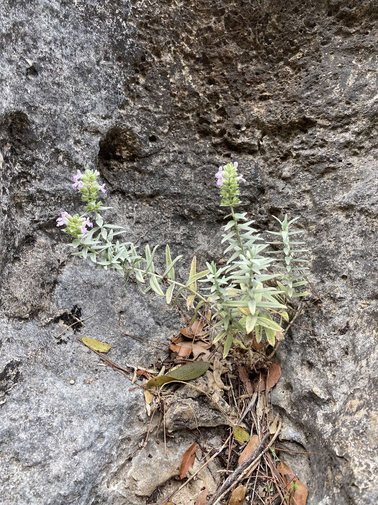 Слика од Stachys palaestina L.