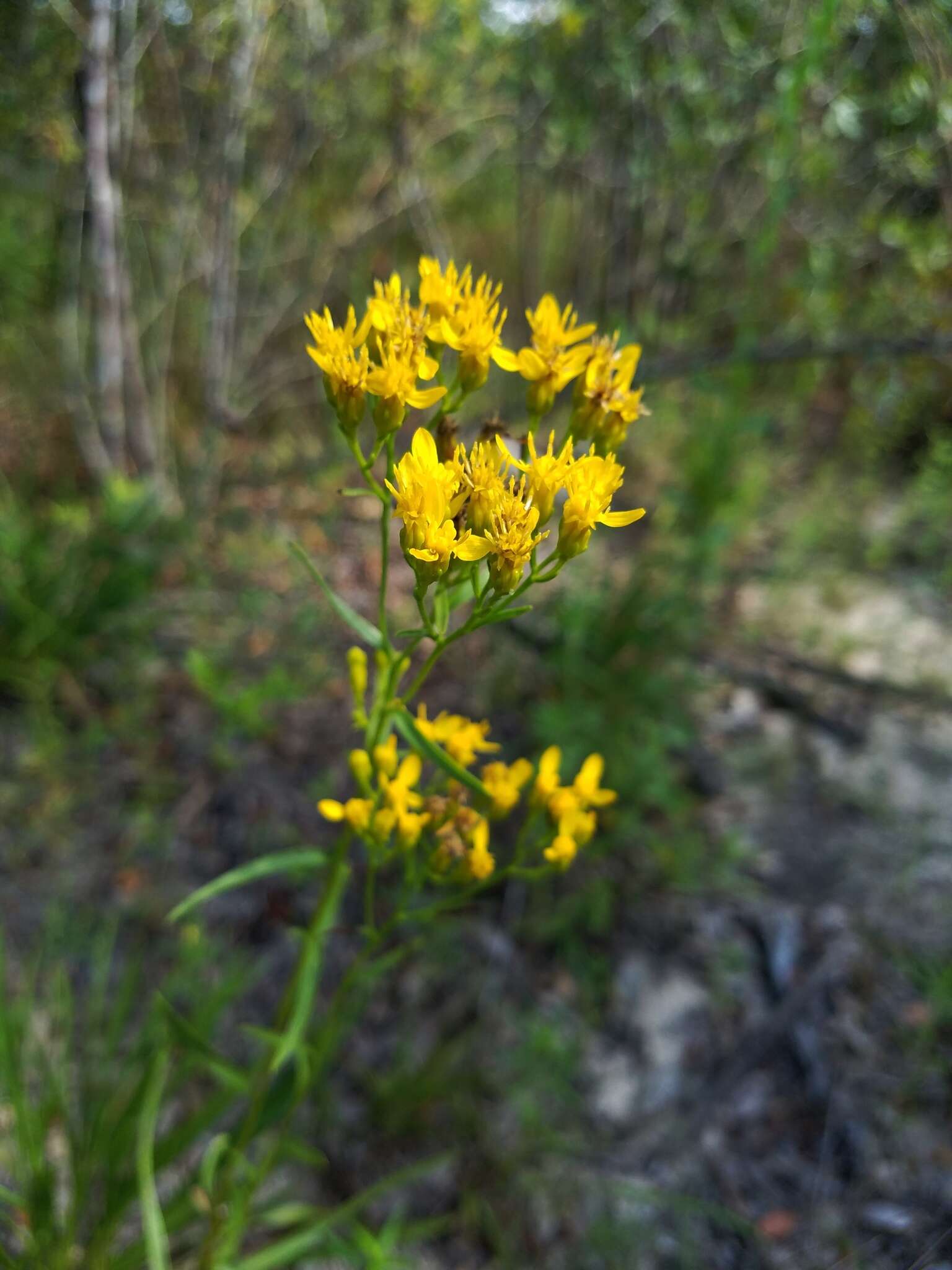 Image of Solidago nitida Torr. & A. Gray