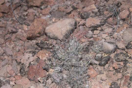 Image of Schott's Prickly-pear Cactus