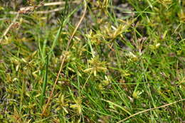 Image of Yellow Flat Sedge