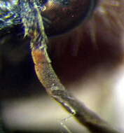 Plancia ëd Smicromyrme stepposa Lelej 1984