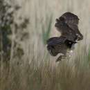 Image of African Grass Owl