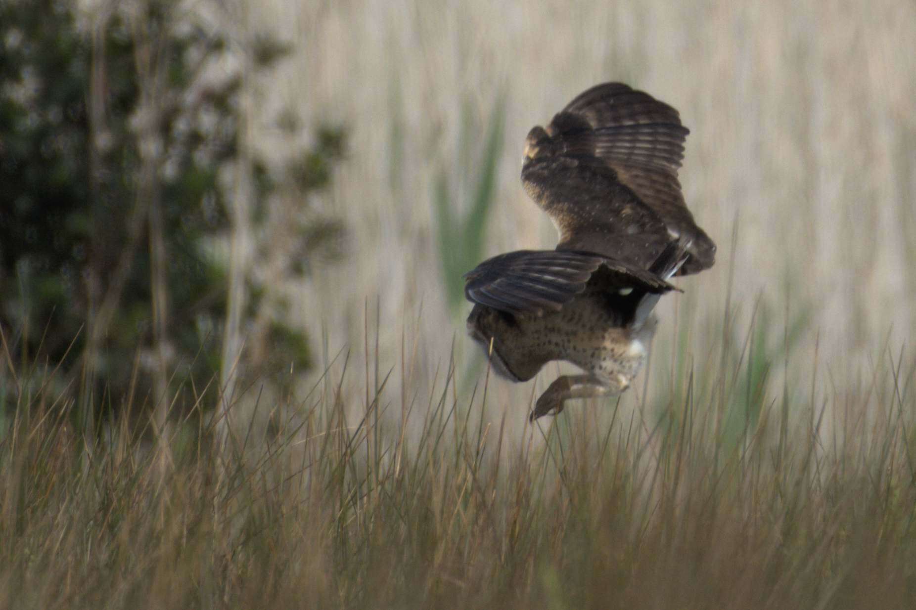 Image of African Grass Owl