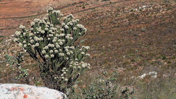 Image of Metalasia trivialis P. O. Karis