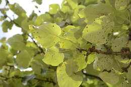 Image of Populus ciliata Wall. ex Royle